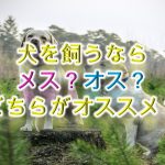 犬を飼うなら、メス犬とオス犬どちらがオススメ?【特徴や性格を比較しました!】