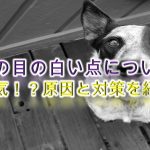 犬の目の白い点について【病気!?原因と対策を紹介】