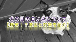 犬の目の白い点について【病気!?原因と対策を紹介】