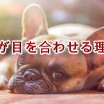 犬が目を合わせる理由