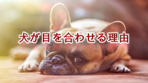 犬が目を合わせる理由