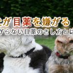 犬が目薬を嫌がる!【嫌がらない目薬のさし方とは?】