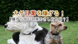 犬が目薬を嫌がる!【嫌がらない目薬のさし方とは?】