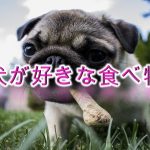 犬が好きな食べ物とは?