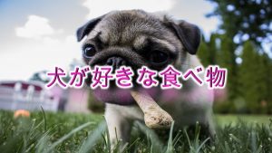 犬が好きな食べ物とは?