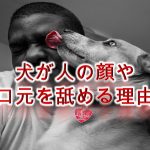 犬が人の顔や口元を舐める理由