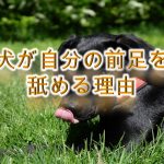 犬が自分の前足を舐める理由
