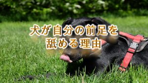 犬が自分の前足を舐める理由