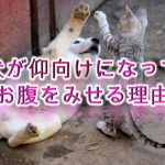 犬が仰向けになってお腹をみせる理由【犬が仰向けでくねくねして寝る気持ち】