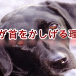 犬が首をかしげる理由【犬が首を傾げる行動には、病気が関係している!?】