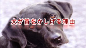 犬が首をかしげる理由【犬が首を傾げる行動には、病気が関係している!?】