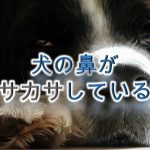 犬の鼻がカサカサしてる!【犬の鼻が乾燥してる時の注意点】