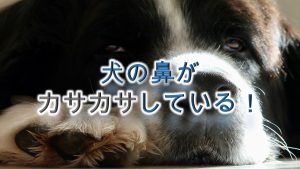 犬の鼻がカサカサしてる!【犬の鼻が乾燥してる時の注意点】