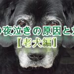 犬の夜泣きの原因と対策【老犬編】