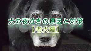 犬の夜泣きの原因と対策【老犬編】