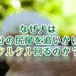 なぜ犬は自分の尻尾を追いかけてクルクル回るのか?