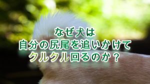 なぜ犬は自分の尻尾を追いかけてクルクル回るのか?
