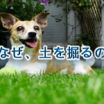 犬はなぜ、土を掘るのか?【犬の掘り起こし行動の理由】