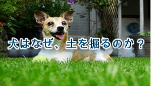 犬はなぜ、土を掘るのか?【犬の掘り起こし行動の理由】