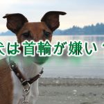 【犬は首輪が嫌い?】いぬに首輪をするメリットとデメリット