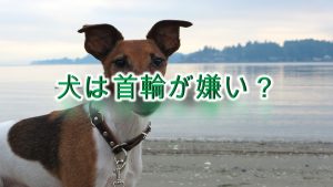 【犬は首輪が嫌い?】いぬに首輪をするメリットとデメリット