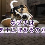 なぜ犬は、骨を土に埋めるのか?