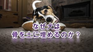 なぜ犬は、骨を土に埋めるのか?