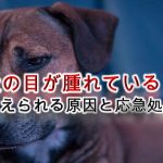 犬の目が腫れている!【犬の目が腫れる原因や症状、応急処置なども解説】