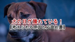 犬の目が腫れている!【犬の目が腫れる原因や症状、応急処置なども解説】