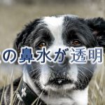 犬の鼻水が透明!【考えられる原因と対応策】
