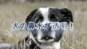 犬の鼻水が透明!【考えられる原因と対応策】