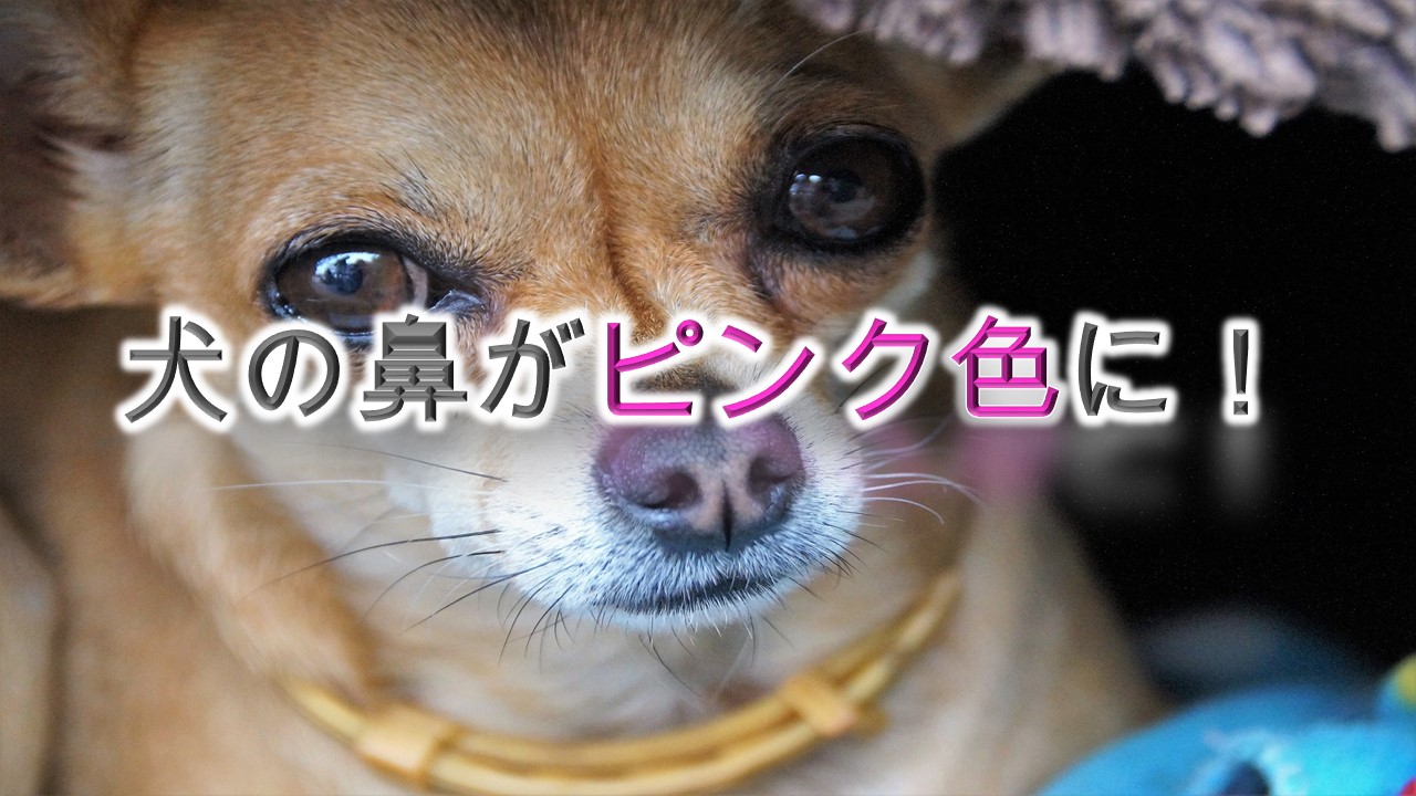 犬の鼻がピンク色に！【犬の鼻の色が薄くなる理由とは？】
