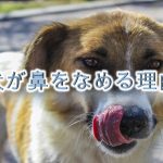犬が鼻をなめる理由とは?