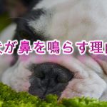 犬が鼻を鳴らす理由とは?【高い音の時と低い音の時で、犬の気持ちが違う??】