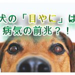 犬の「目やに」は、病気の前兆なの!?