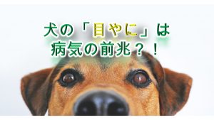 犬の「目やに」は、病気の前兆なの!?