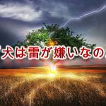 なぜ犬は雷を怖がるのか?【雷に震える愛犬を落ち着かせる方法も解説】