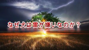 なぜ犬は雷を怖がるのか?【雷に震える愛犬を落ち着かせる方法も解説】