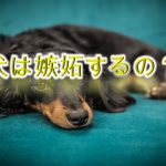 犬は嫉妬するのか?赤ちゃんに嫉妬する?【嫉妬深い犬がとる行動やその対処法も紹介】