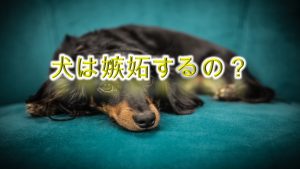 犬は嫉妬するのか?赤ちゃんに嫉妬する?【嫉妬深い犬がとる行動やその対処法も紹介】