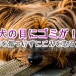 犬の目にゴミが!【眼球を傷つけずにごみを取る方法】