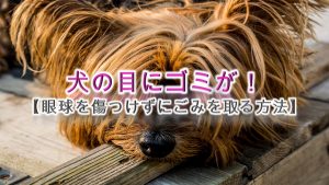 犬の目にゴミが!【眼球を傷つけずにごみを取る方法】