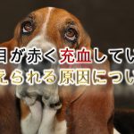 犬の目が赤く充血している!【考えられる原因について】