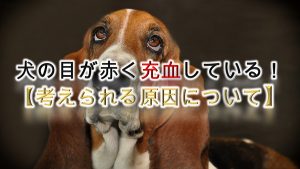 犬の目が赤く充血している!【考えられる原因について】