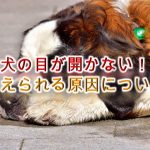 犬の目が開かない!【考えられる原因について】