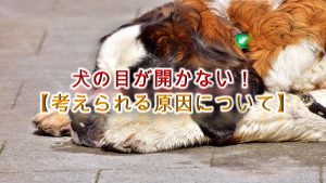 犬の目が開かない!【考えられる原因について】