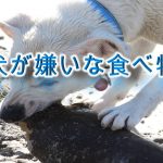犬が嫌いな食べ物とは?