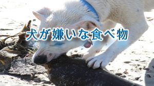 犬が嫌いな食べ物とは?
