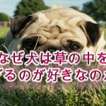 なぜ犬は草の中を転がるのが好きなのか?