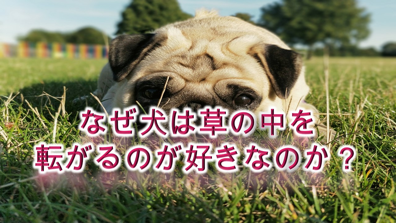 なぜ犬は草の中を転がるのが好きなのか？